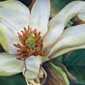 9th Place - OA - Ducat-Bogusz (1) Img #1  Magnolia Bloom