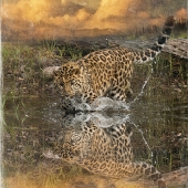 B - 2nd Place - OA - Goodrich (1) Img #1 Amur Leopard