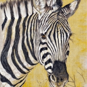 F - 6th Place - OA - Fisher-J (1) Img #5  Zebra