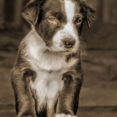 I - 9th Place - OA - Akerstrom (1) Img #5  Panda