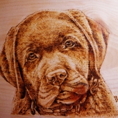 Agardici (1) Img #1  Puppy