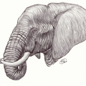 Coomar (1) Img #5  Loxondonta Africana