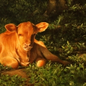 Counterman (1) Img #1 Resting Calf