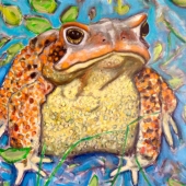 Houton (1) Img #2 American Toad