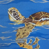 Marci (1) Img #1  Grandma Turtle