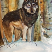 Melhus (3) Img #1  Timber Wolf in the Golden Sunlight