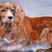 Moxom (1) Img #1 Henry