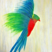 Paton (1) Img #2  Parrot in flight