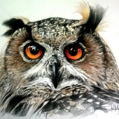 HM - Paint - Picotti (1) Img #5  Nocturnal