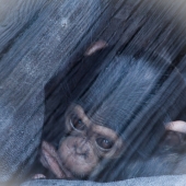 Bahr (1) Img #4  Too Live