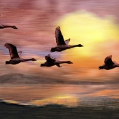 Beesley (1) Img #2  Whoopers at Sunset