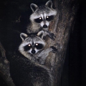 Bennett-J (3) Img #1 Night Surprise