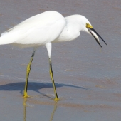 Callaghan (1) Img #2  Dinner Time