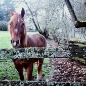 Chang (1) Img #1  Fog