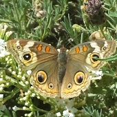 Chaykin (1) Img #2  Eye See You