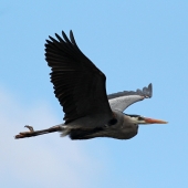Coleman-JM (1) Img #1  Great Blue Heron in Effortless Flight