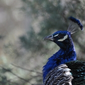 Coles (1) Img #1 Blue Boy