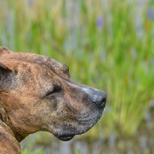 Crane (1) Img #4 Relaxing by the Lake
