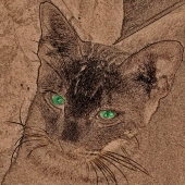 Duke (1) Img #3  Resting Cat