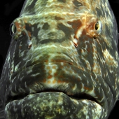 Goodwin (1) Img #4 In Your Face Grouper