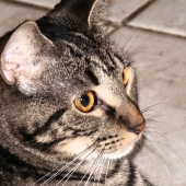 Guimaraes (1) Img #4 Melvin