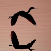 Hardin (1) Img #4  Duality