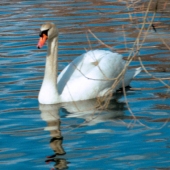 Haskell (1) Img #5  Swan Sailing Along