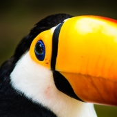 Hilst (1) Img #2  Deep Eye