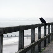 Hood (1) Img #1 Corvid Eyes 01