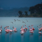 Hu (1) Img #5 Peace in action    Peace in inaction