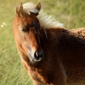 Jackson-T (1) Img #1  Born Free on Shackleford Banks