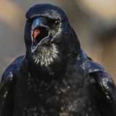 King (1) Img #5  Hello