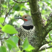 Lacharite (3) Img #1  Pic flamboyant