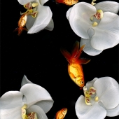 Lascelles (2) Img #1 Nightly Swim