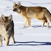 Coyote Pair