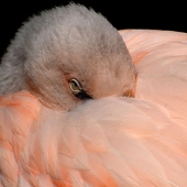 Lovette (1) Img #5  Watchful Flamingo