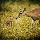 McKelroy (2) Img #2  Mother's Love