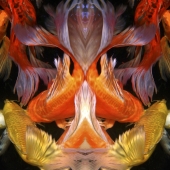 Meluso (1) Img #1  Trinity