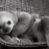 Mongrain (1) Img #3  Little Sloth