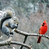 Munyak (1) Img #5  Waiting his turn