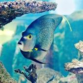 Norris (1) Img #2  French Angel Views the Viewer