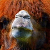 Novak (1) Img #1 The Red Hair Girl