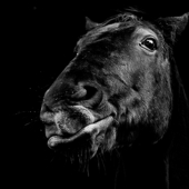 Poole (1) Img #3  Equine Dark