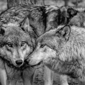 Reid-J (1) Img #1  Family Dynamic