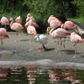 Schnepf (1) Img #3  New Member of the Flock