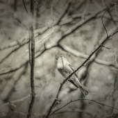 Sohlman (2) Img #1  Common Chaffinch