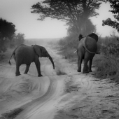 Teetelli (1) Img #1  African Dusk II