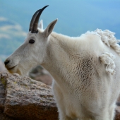 Mountain Goat profile. What a ham. LOL Mt Evans CO
