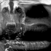 Vepstas (2) Img #3 African Wild Dog3