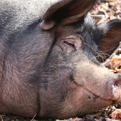 Volynsky (1) Img #2  Sleeping pig